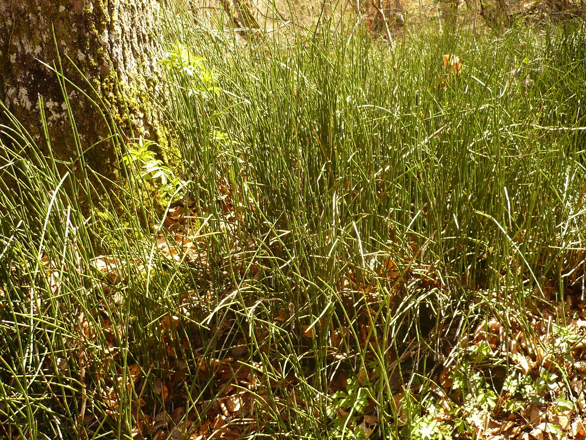 Equisetum hyemale subsp. hyemale (Equisetaceae)